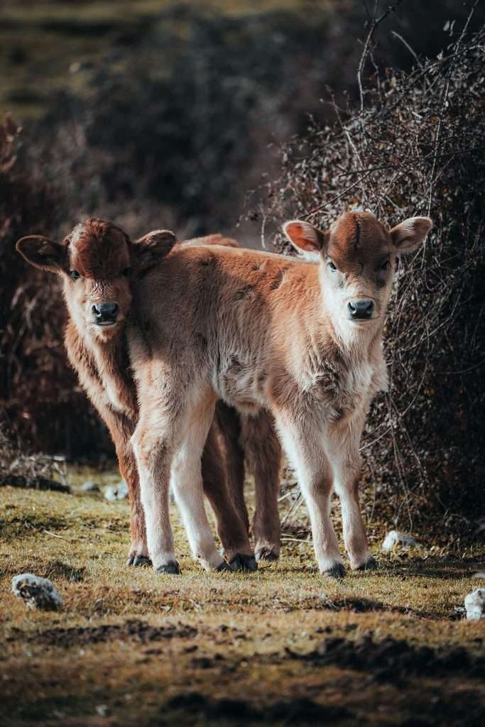 animali liberi al pascolo