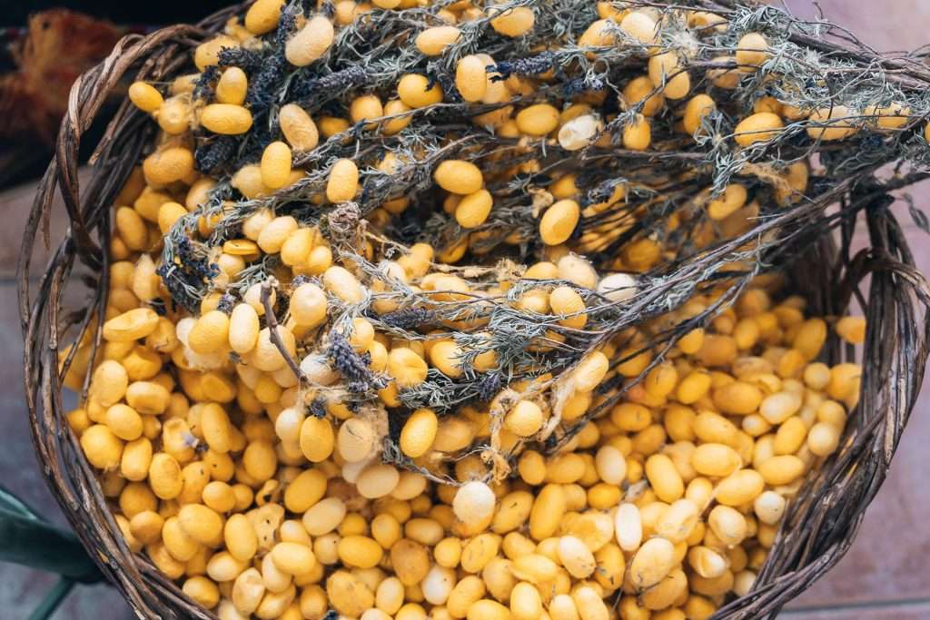bozzoli di seta gialla tipo orgosolo