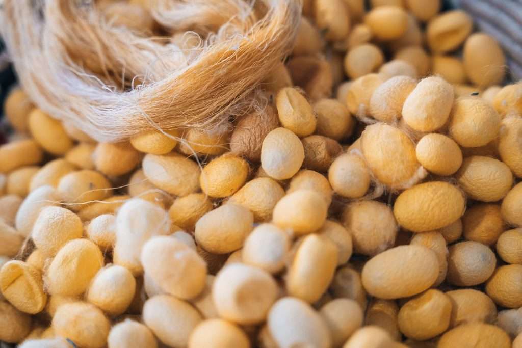 bozzoli di seta gialla tipica di orgosolo