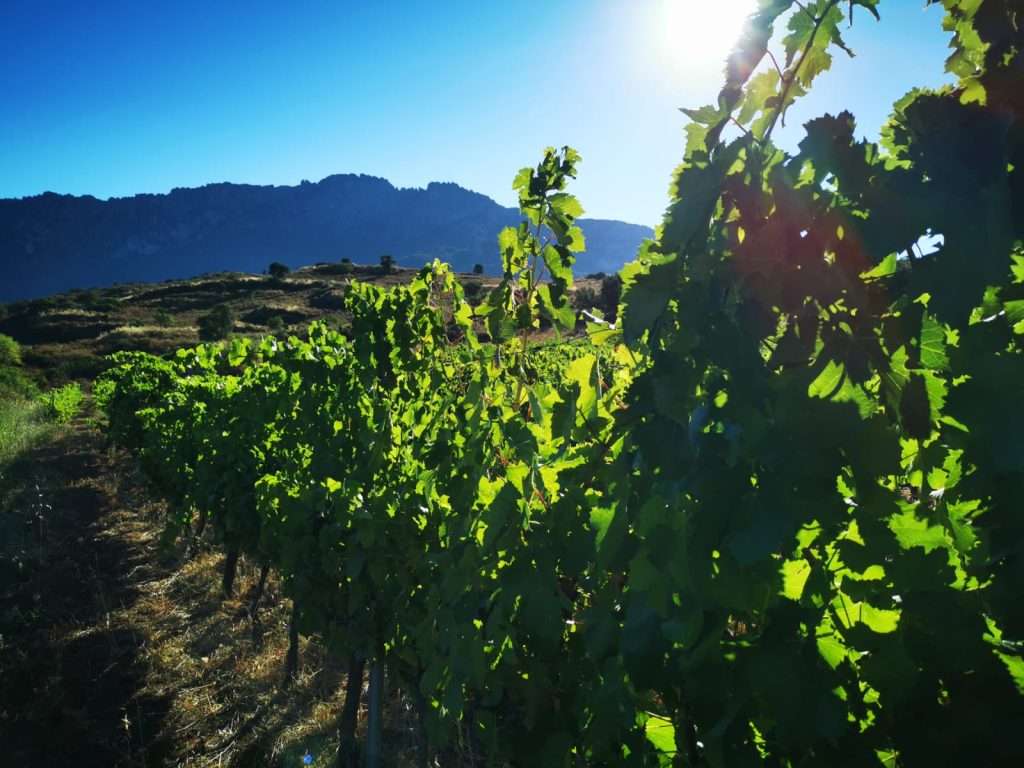 vigne delle cantine di orgosolo