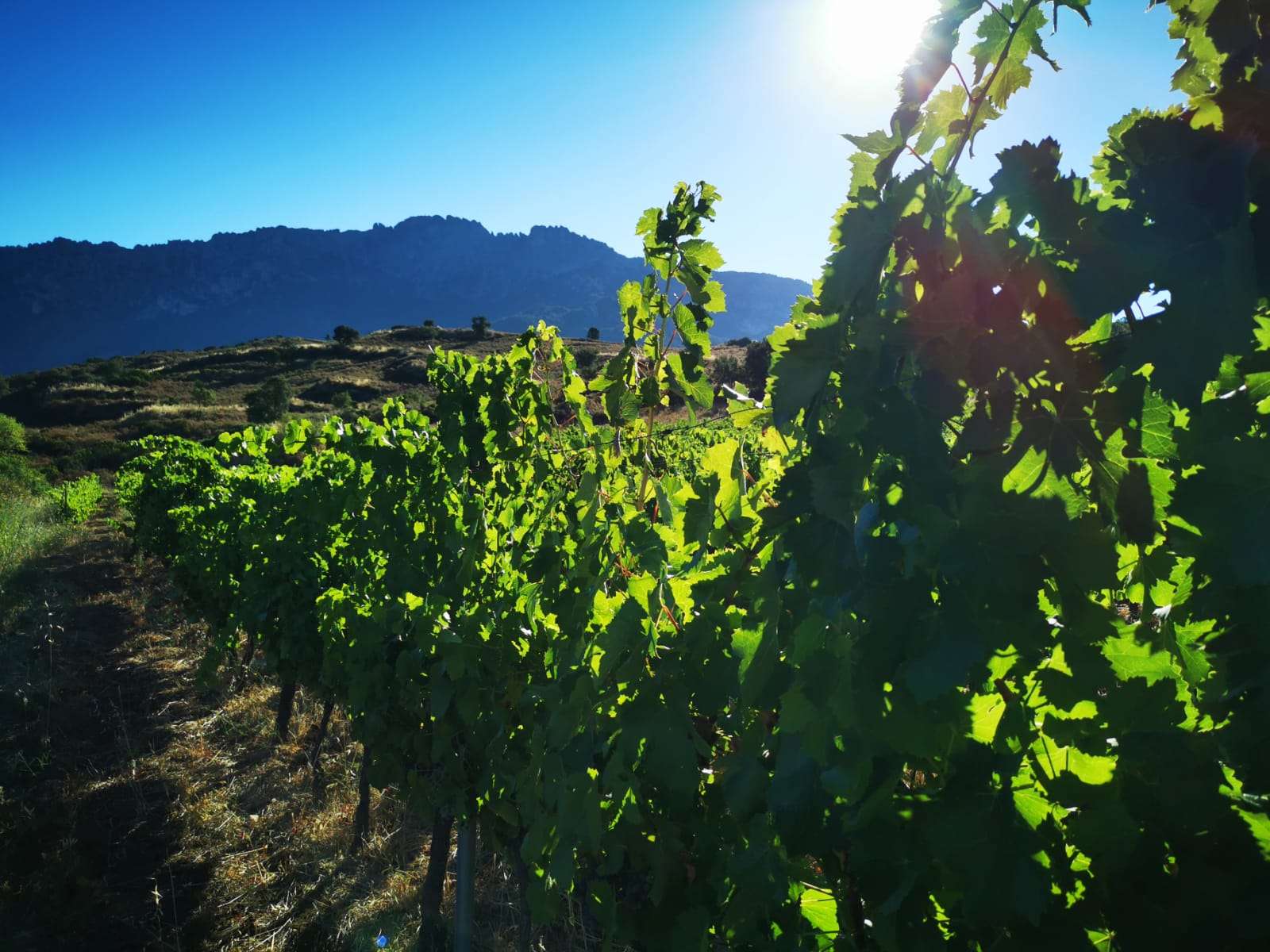 vigne delle cantine di orgosolo